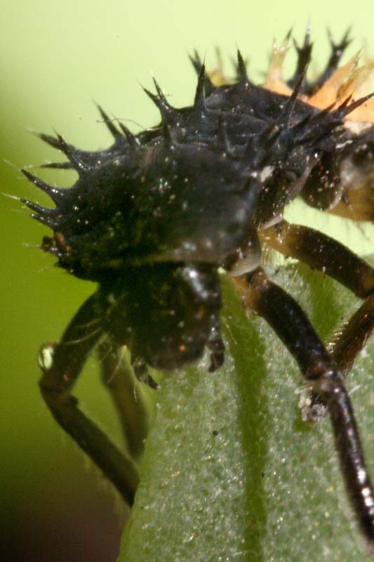 Larva di Harmonia axiridis